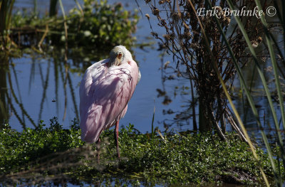 Roseate Spoonbill