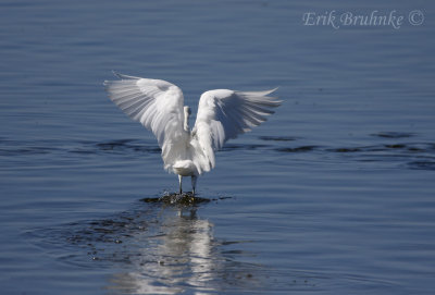 Snowy Egret going canopy fishing!