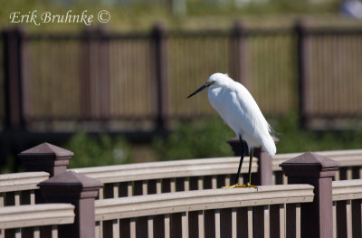 Snowy Egret