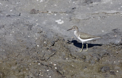 Spotted Sandpiper