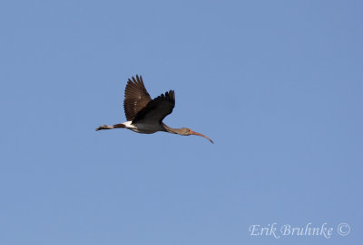 Juvenile White Ibis