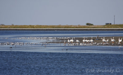 Shorebirds, pelicans and more