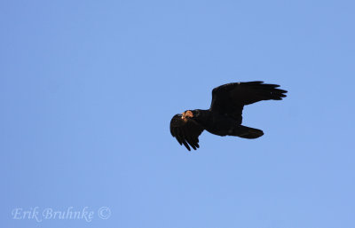 Chihuahuan Raven with some good-eats