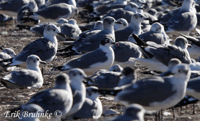 Franklin's Gull among the Laughing Gulls