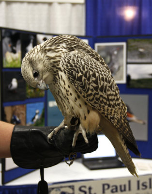 Gyrfalcon in the main building