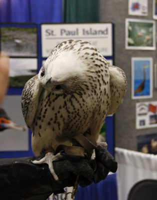 Gyrfalcon in the main building