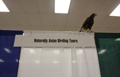 Harris's Hawk on top of my booth :)