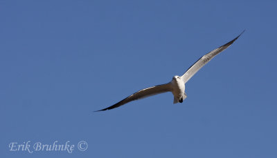 Laughing Gull