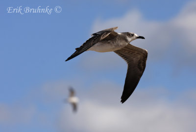 Laughing Gulls