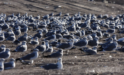Can you find the Franklin's Gull among the many Laughing Gulls