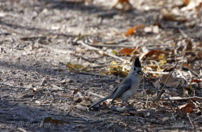 Black crowned Titmouse