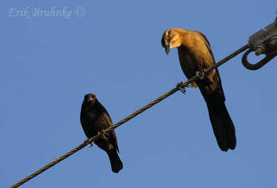Bronzed Cowbird and Great-tailed Grackle