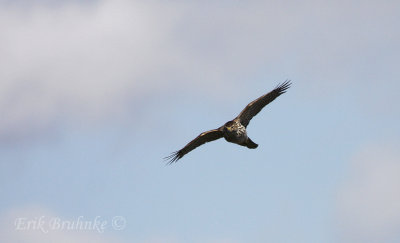 Juvenile Cooper's Hawk migrating head-on!