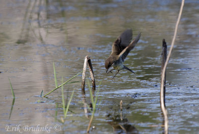 Eastern Phoebe working hard for some food!