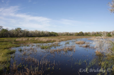 Wetland at Santa Ana NWR