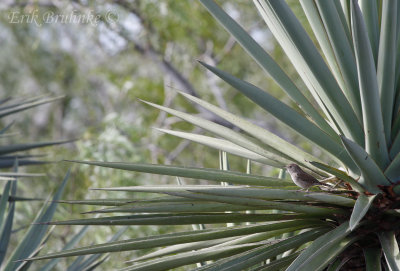 House Wren