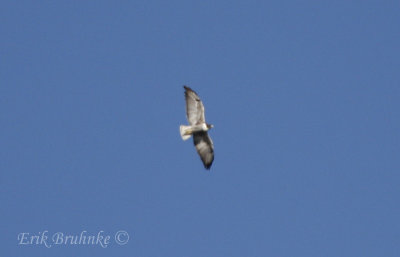White-tailed Hawk (lifer!)