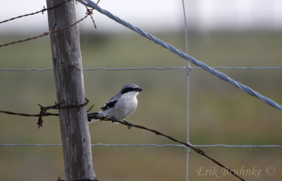 Loggerhead Shrike