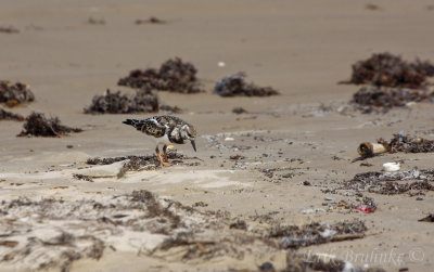 Ruddy Turnstone