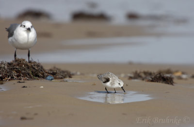 Sanderling and Laughting Gull