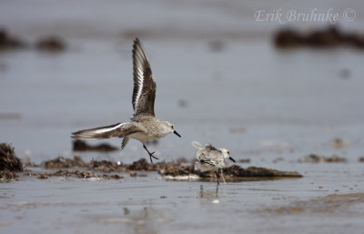 Snaderlings competing for some feeding territory!