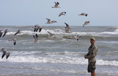 Feeding the Laughing Gulls