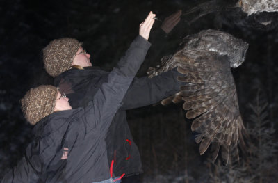 Annmarie releasing Great Gray Owl