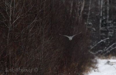 Adult male Northern Goshawk