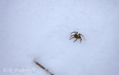 Very cold spider atop the snow