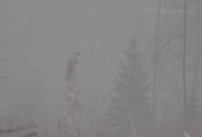 Great Gray Owl through the dense fog, close up