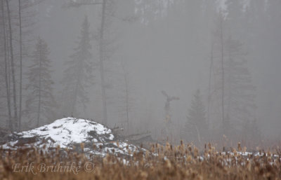 Great Gray Owl through the dense fog, balancing on the stump