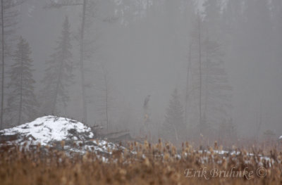 Great Gray Owl through the dense fog