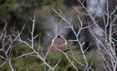 Ruffed Grouse taking off