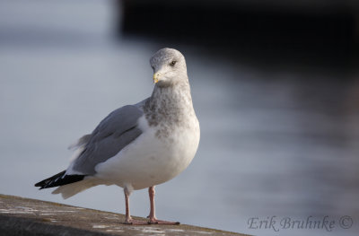 Adult Herring Gull