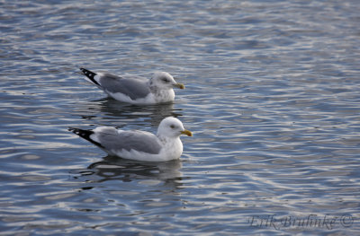 Adult Herring Gulls