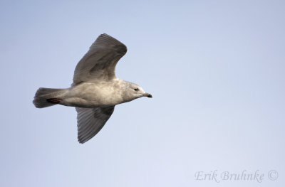 2nd-cycle Iceland (Kumlien's) Gull