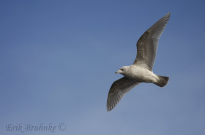 2nd-cycle Iceland (Kumlien's) Gull