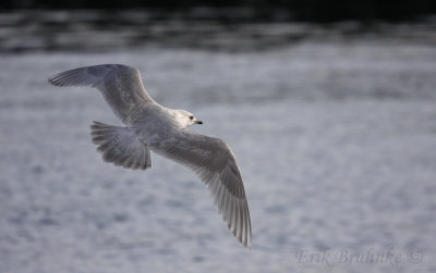 2nd-cycle Iceland (Kumlien's) Gull