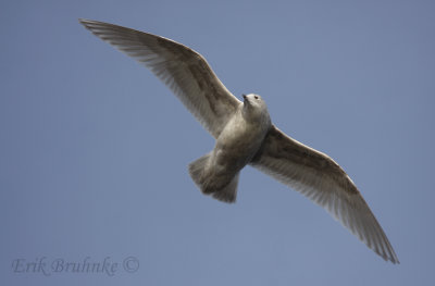 2nd-cycle Iceland (Kumlien's) Gull