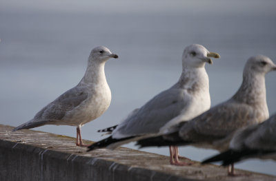 2nd-cycle Iceland (Kumlien's) Gull with Herring Gulls