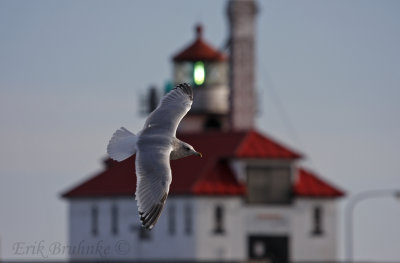 Adult Thayer's Gull flying by the Canal Park lighthouse