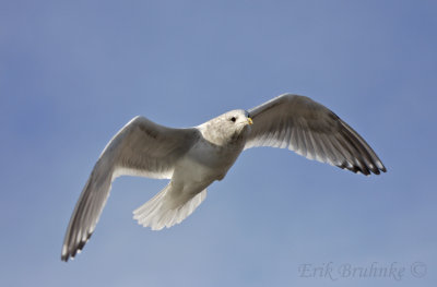 Adult Thayer's Gull