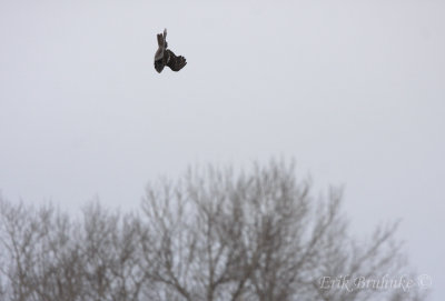 Northern Hawk Owl about to dive after the Gray Jays!