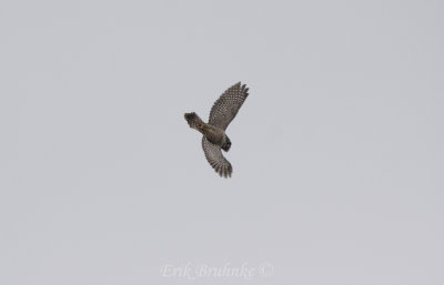 Northern Hawk Owl diving after the Gray Jays