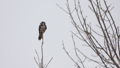 Northern Hawk Owl perched up high