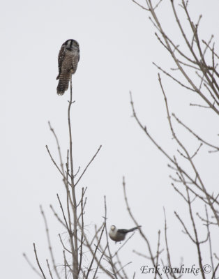 Did you know that Northern Hawk Owls can cause Gray Jays to levitate?