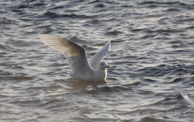 Glaucous Gull