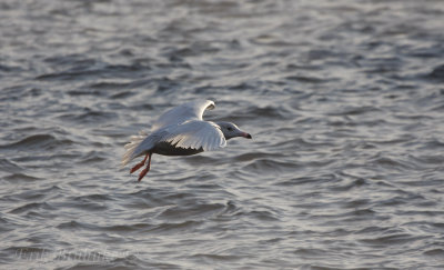 Glaucous Gull