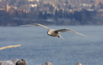 1st-cycle Iceland Gull