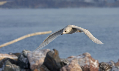 1st-cycle Iceland Gull